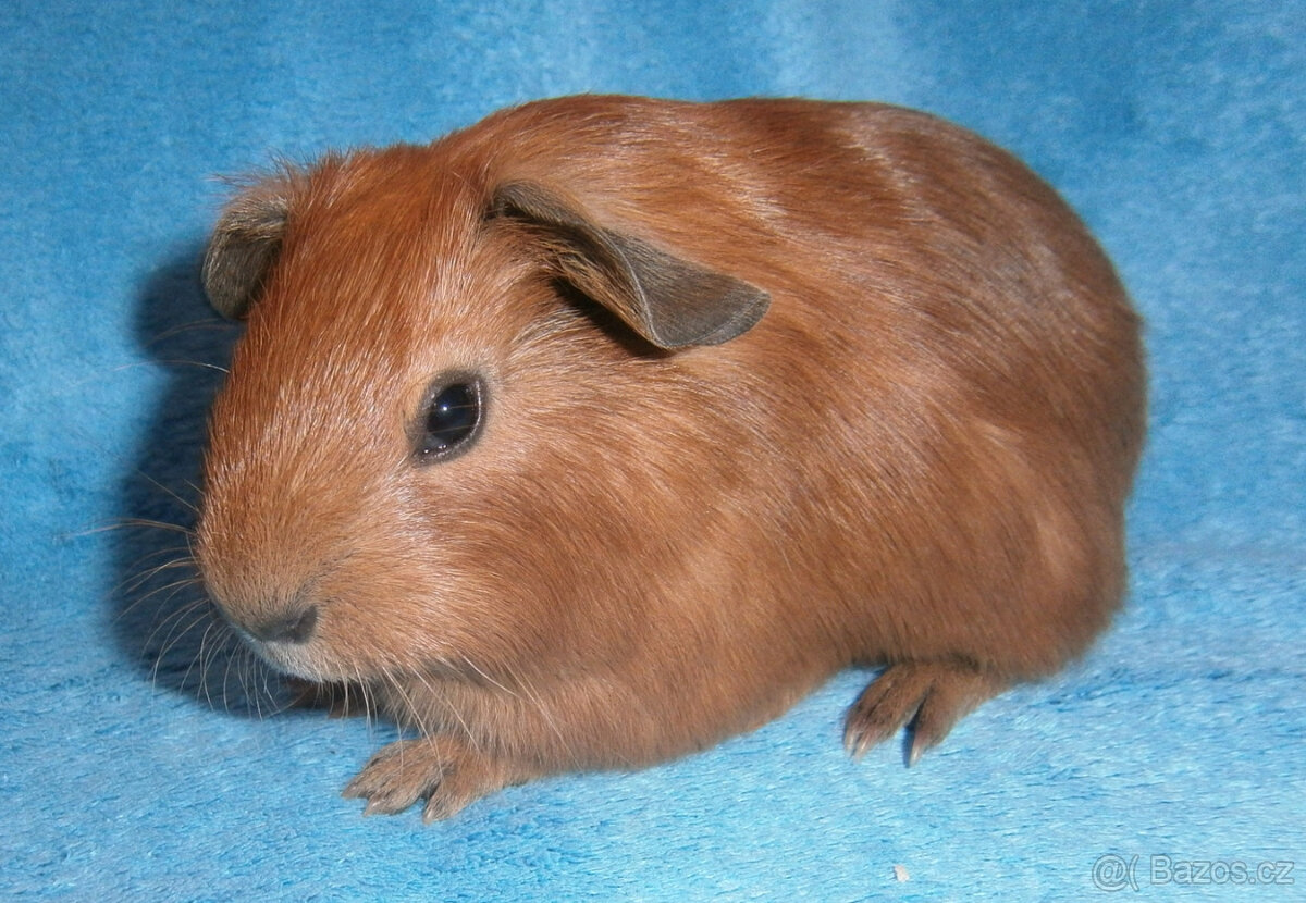 Kalifornské morče - 3