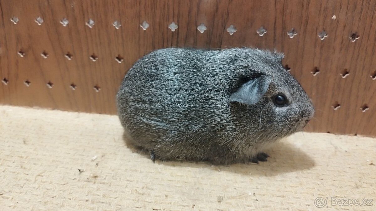 Morčata - morče aguti - 3