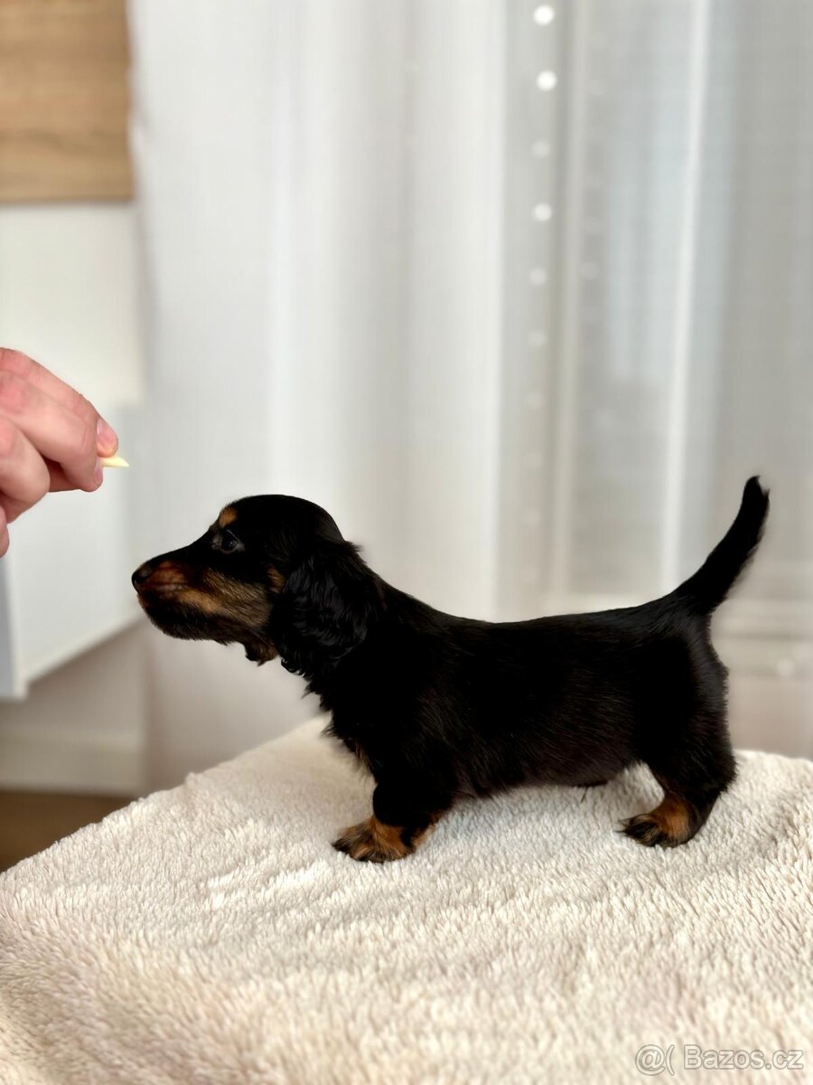 Jazvečík trpazličí-králičí - 3