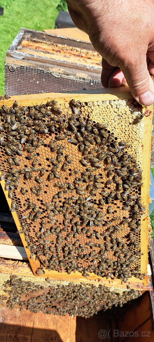 Prodám vyzimovaná včelstva - 3