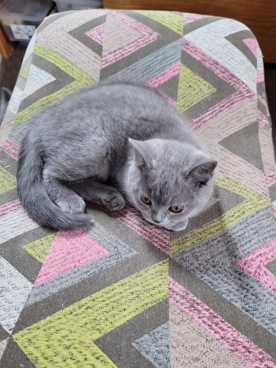 Britské modré kotě - 3