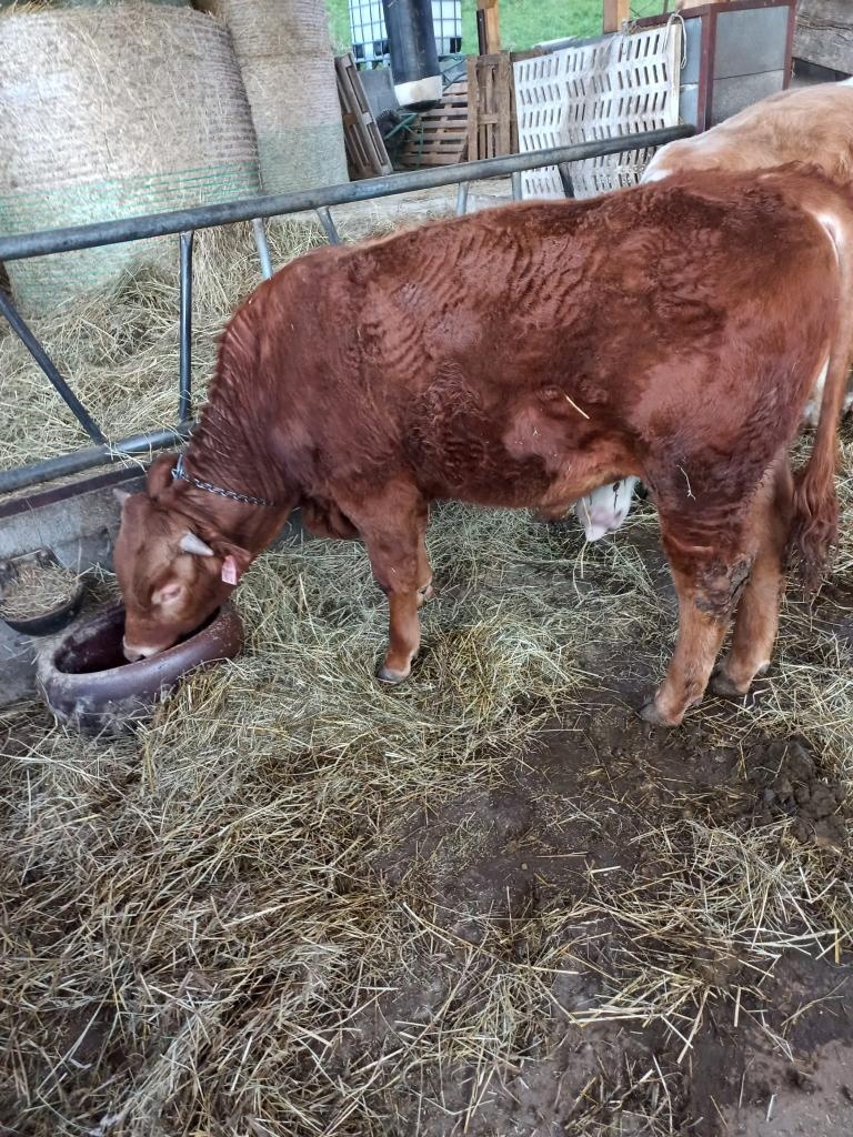 Prodám býka - 3