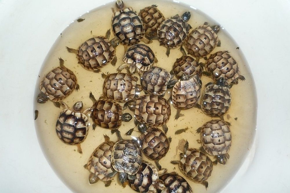 Suchozemská želva - mláďata Praha - 3