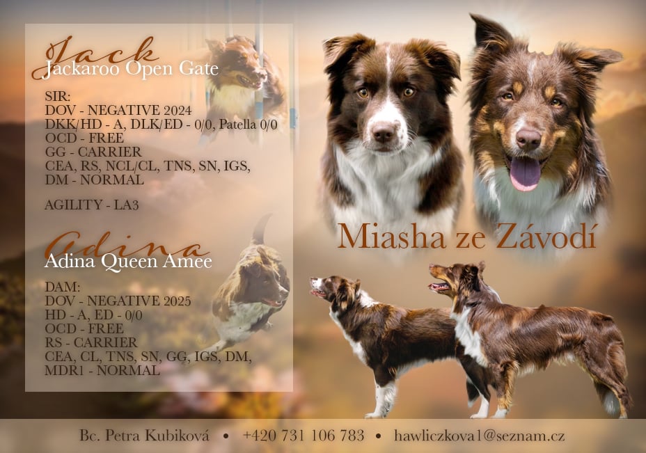 Border kolie s PP - 3