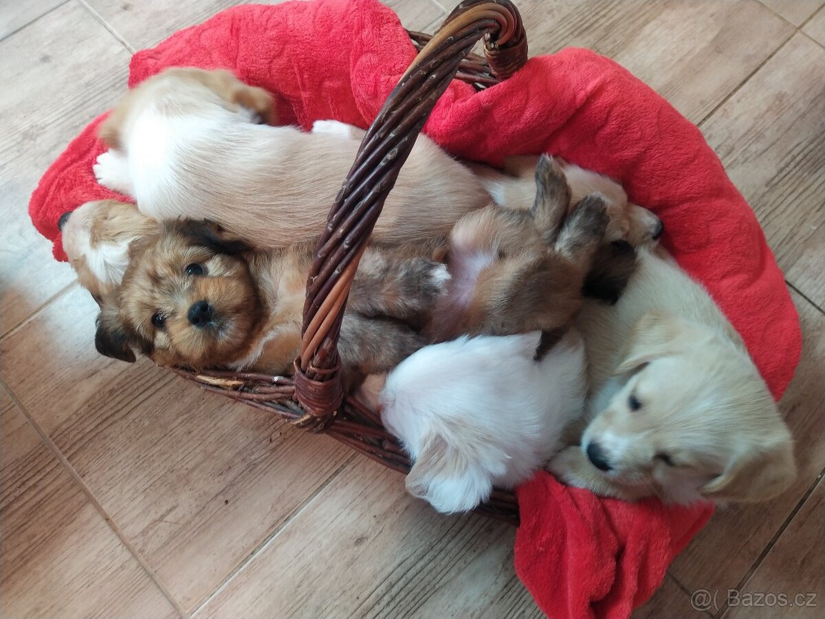 Štěňátka křížence MOMENTÁLNĚ VŠICHNI REZERVOVÁNI - 3