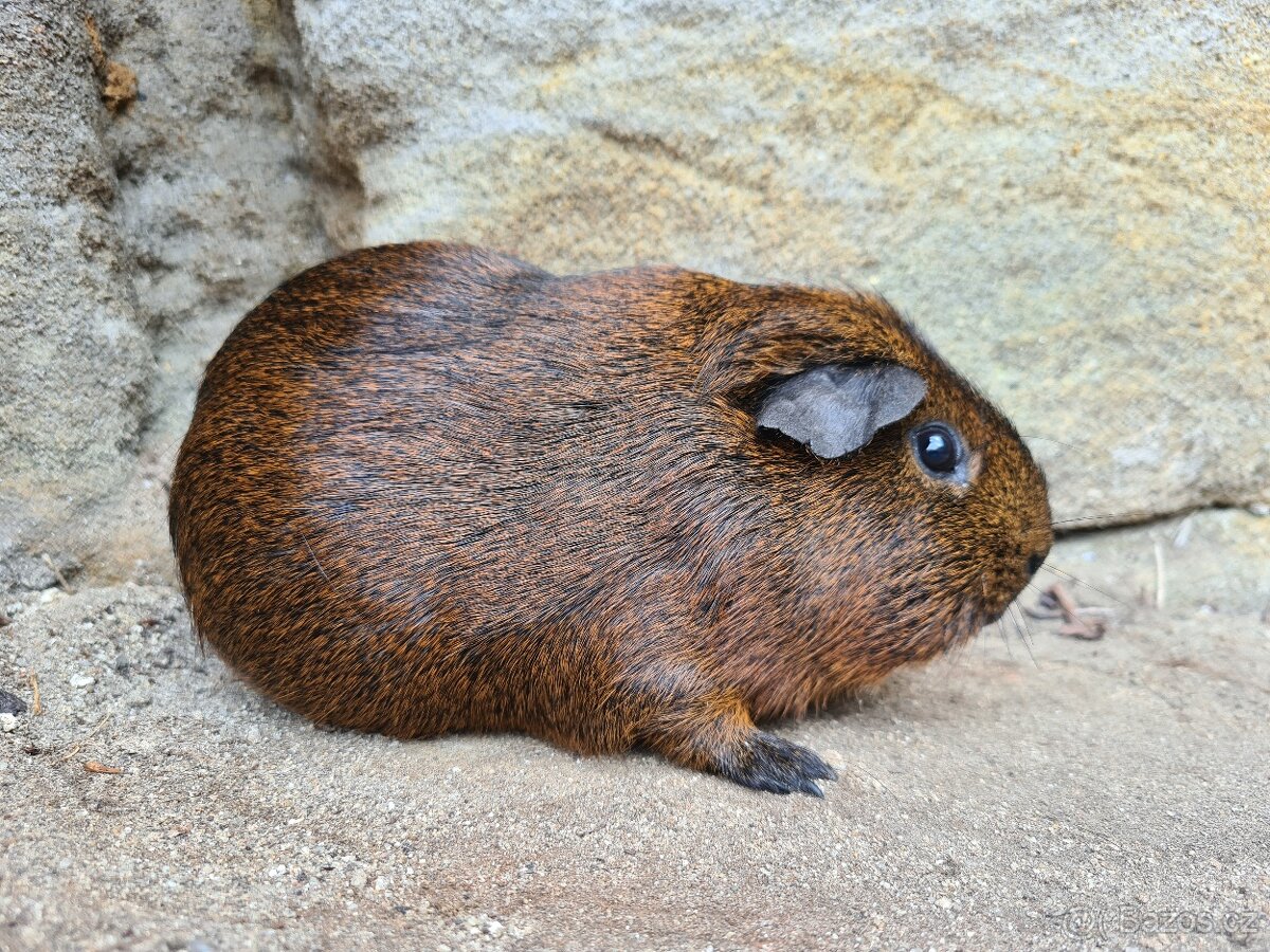 Morče - kluk, věk rok a kousek - 3