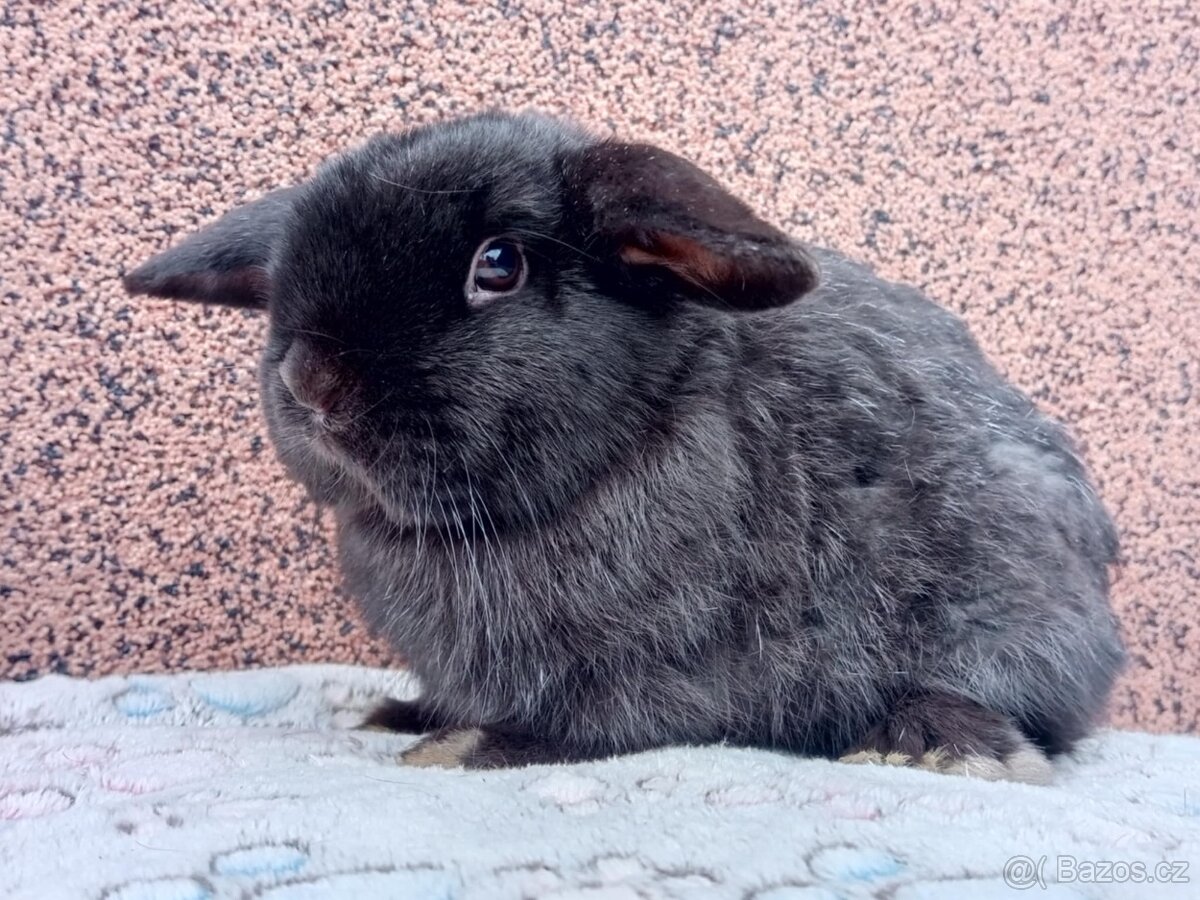 Volný Sameček - Anglický Zakrslý Beránek MiniLop🍑 - 3