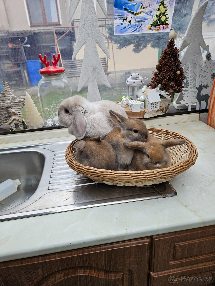 Zakrslý králík - 3