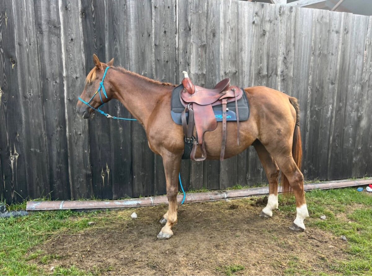 Český teplokrevník - 3