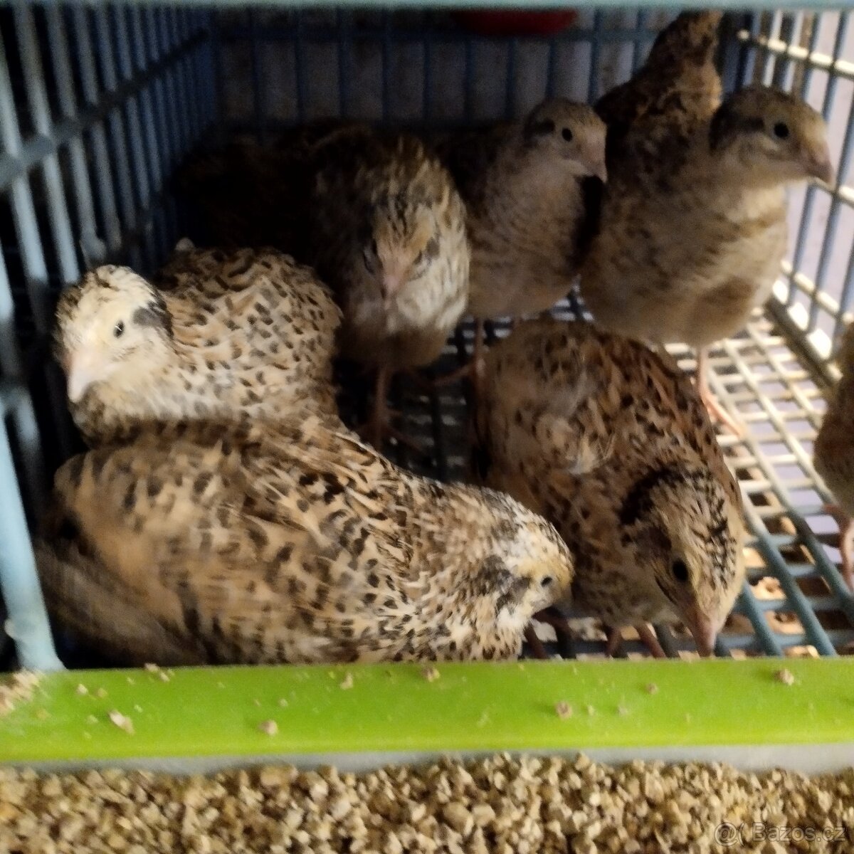 NV Japonské křepelky - 3