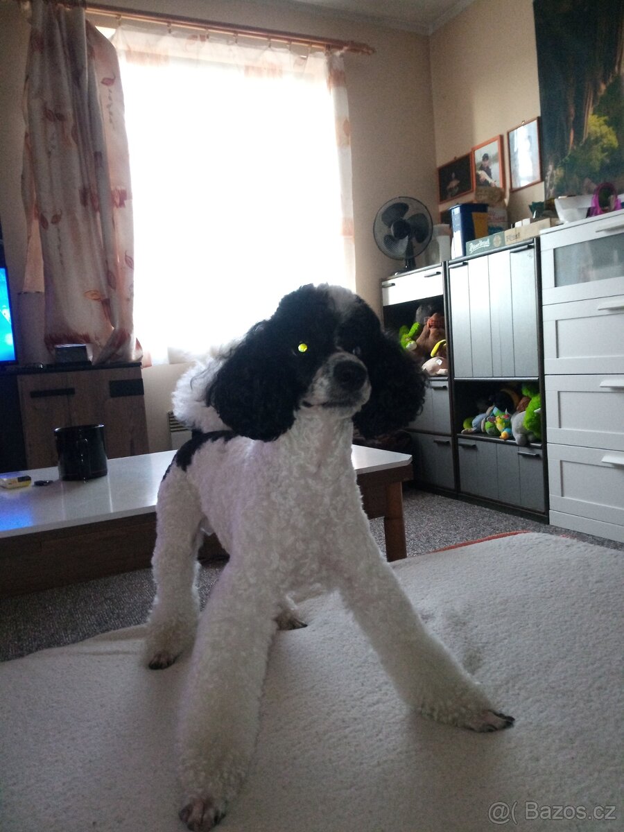 Pudlik ke krytí - 3