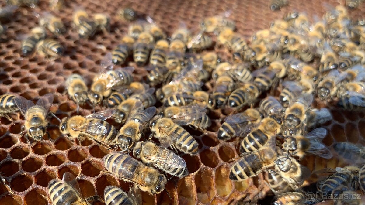 MED přímo od včelaře – při koupi 10 sklenic 1 zdarma - 3