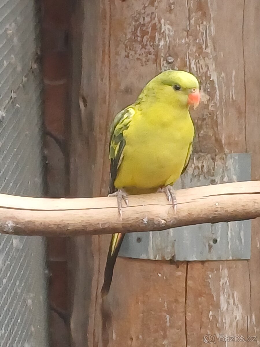 Papoušek kouřový - 3