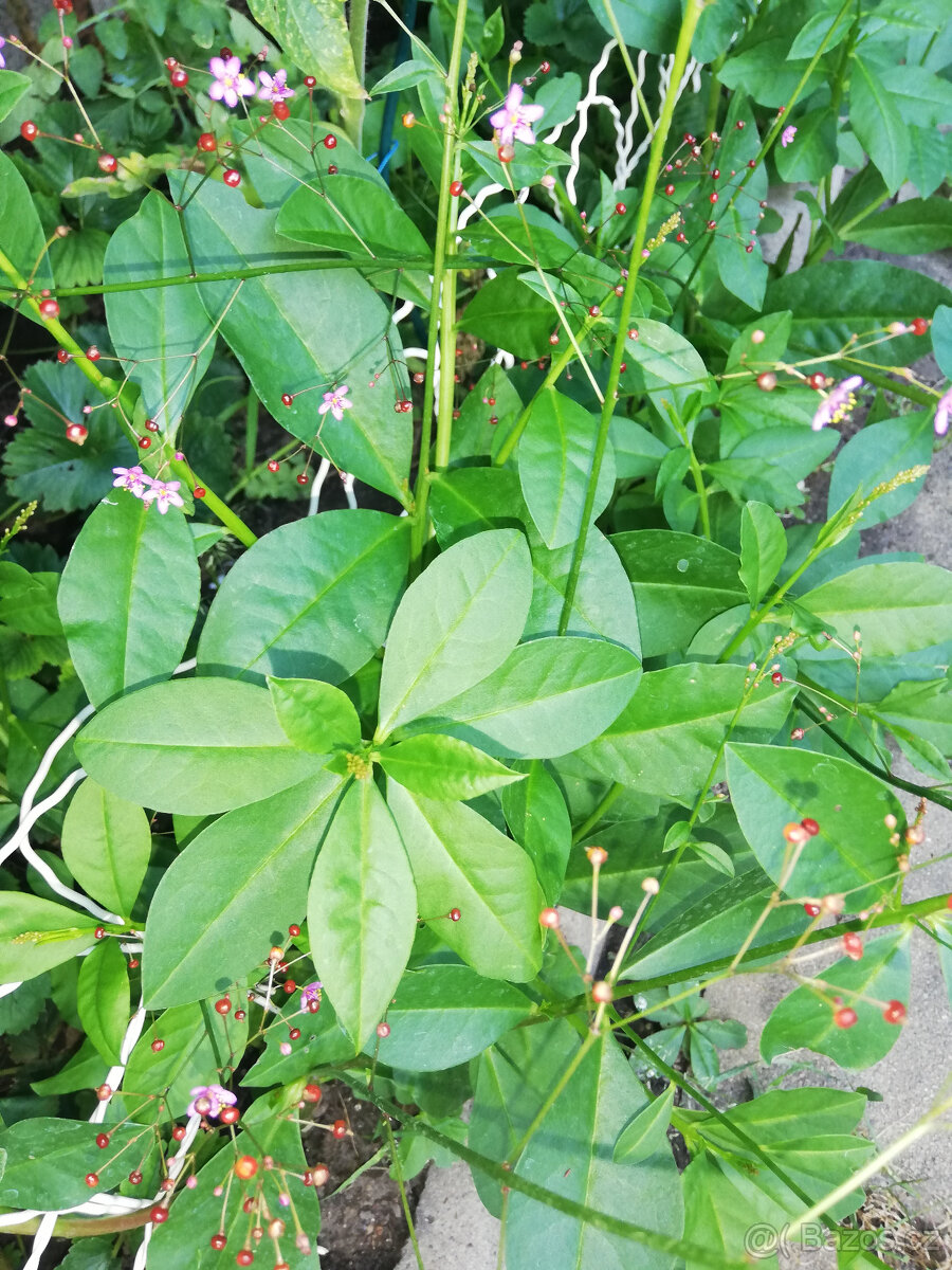 Šrucha platnatá - 3