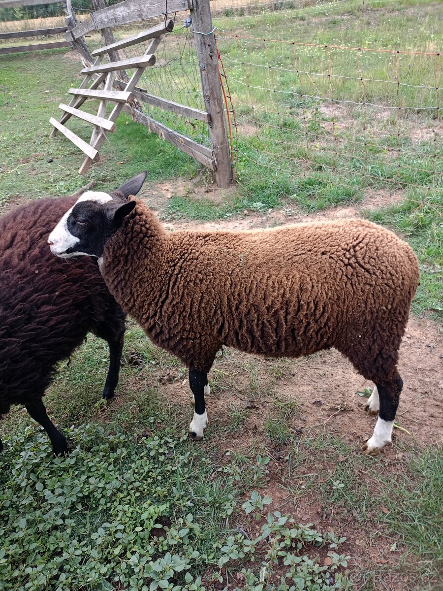 Beran Zwartbles - 3