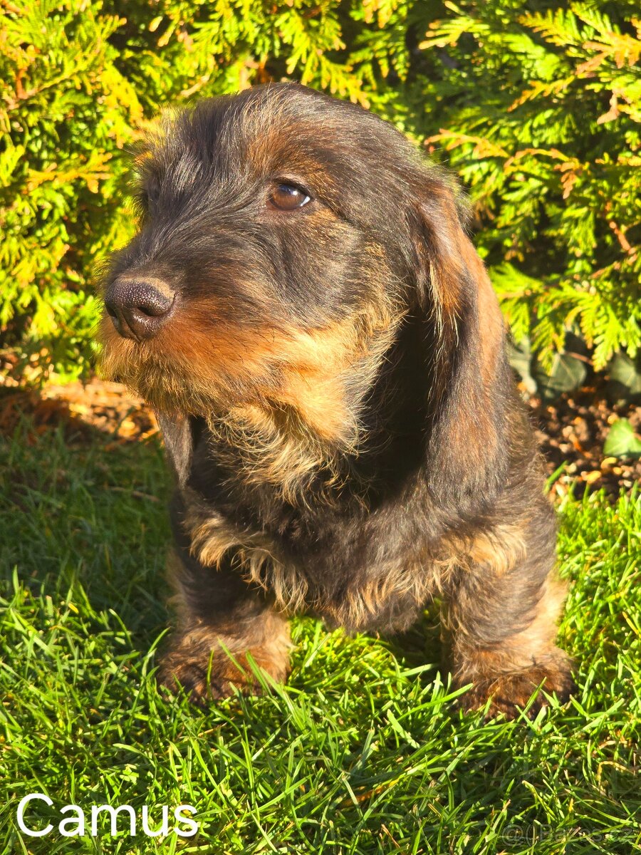 Jezevčík drsnosrstý standardní - 3