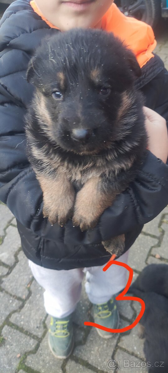 Štěně německý ovčák bez PP - 3