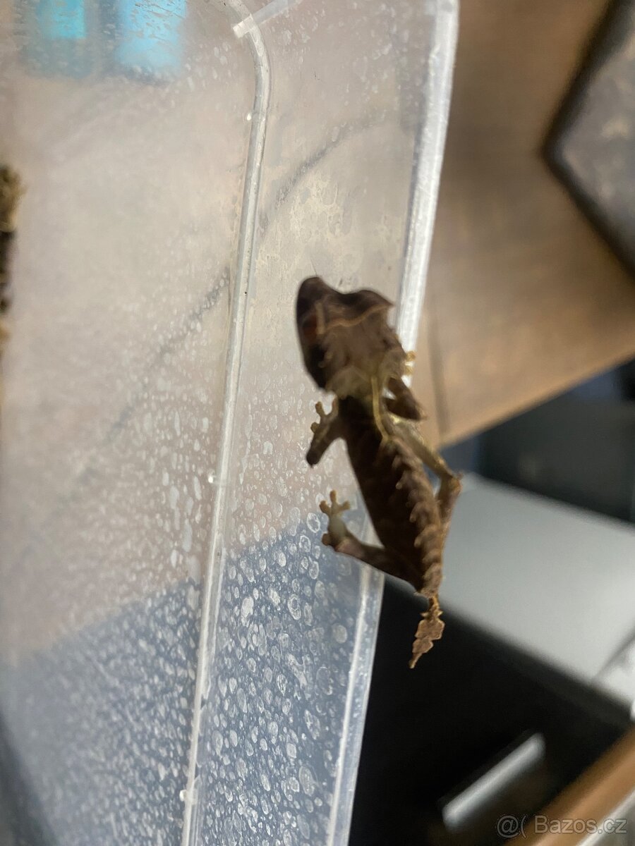 Uroplatus ebenaui - 3