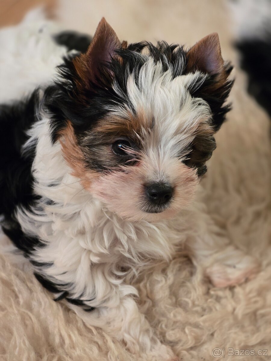 Jorkširský teriér-biewer - 3