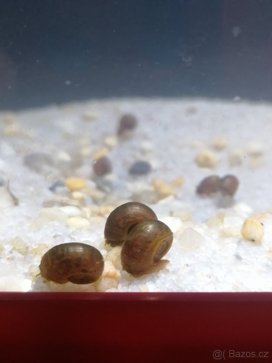Akvarijní šneci - Okružák Kanadský hnědý (Leopard) - 3