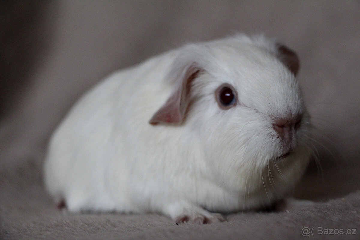 Morče, morčata s PP - krátkosrstá - 3