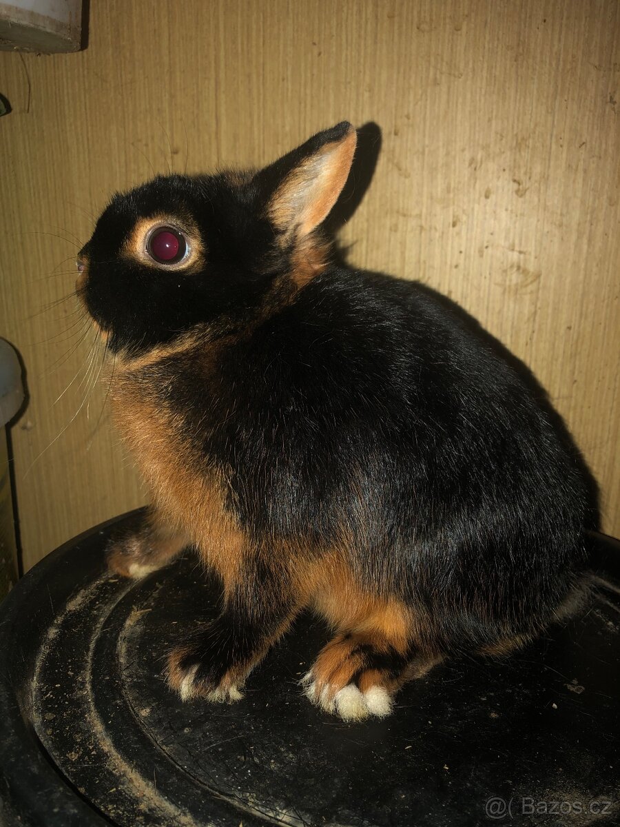 Zakrslí králíci - 3