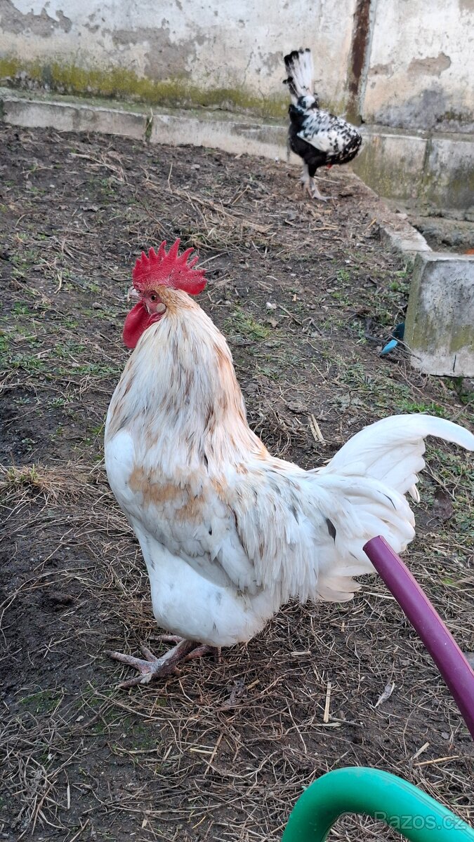 Kohout marans x greenshell - 3