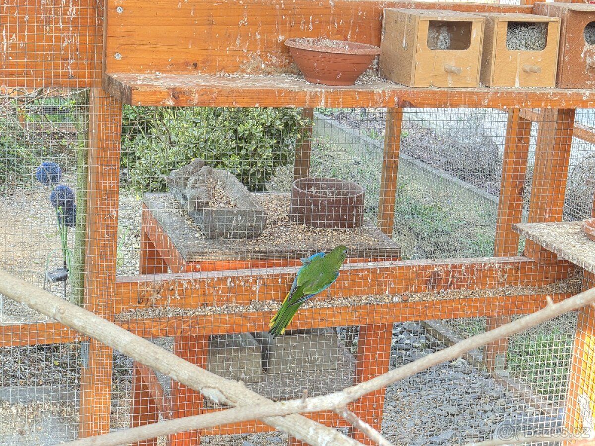 Neoféma Tyrkysova - 3