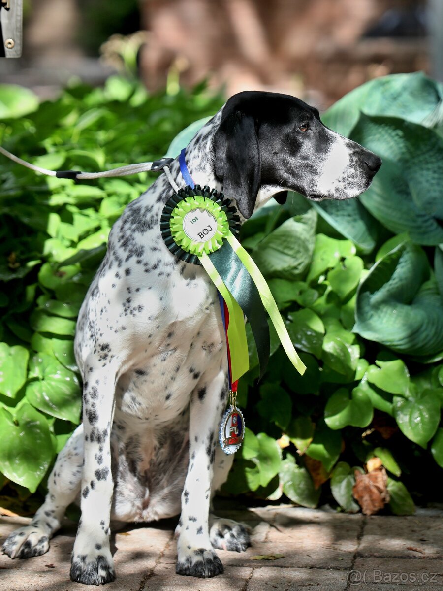 Německý krátkosrstý ohař s PP - 3