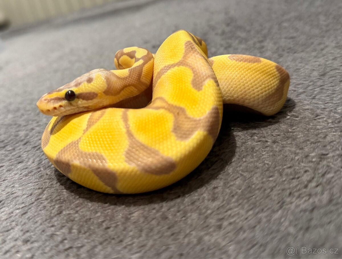 Krajta Královská (phyton regius) - 3