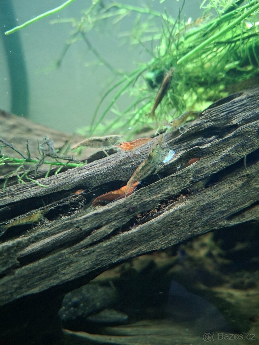 Prodám paví očka, ancitrusy a krevetky - 3