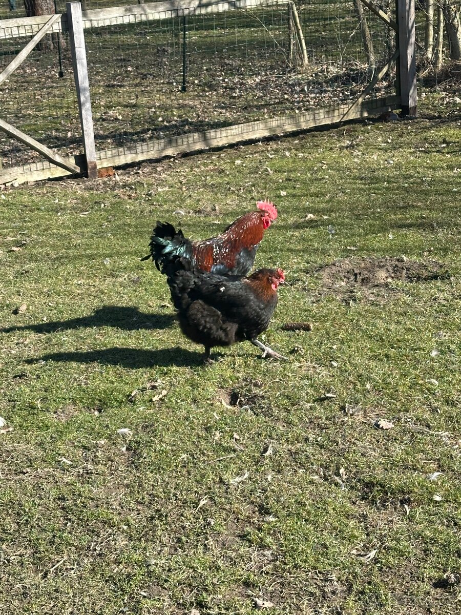 Krásný kohout Marans - 3