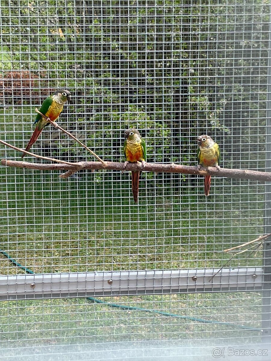 Pyrura zelenolící - 3