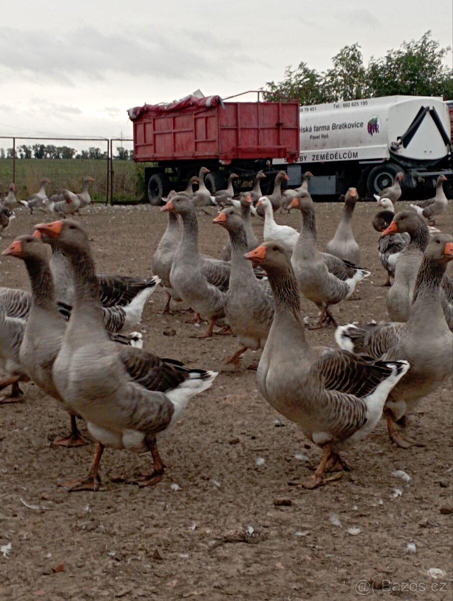 Prodej hus a brojlerů - 3