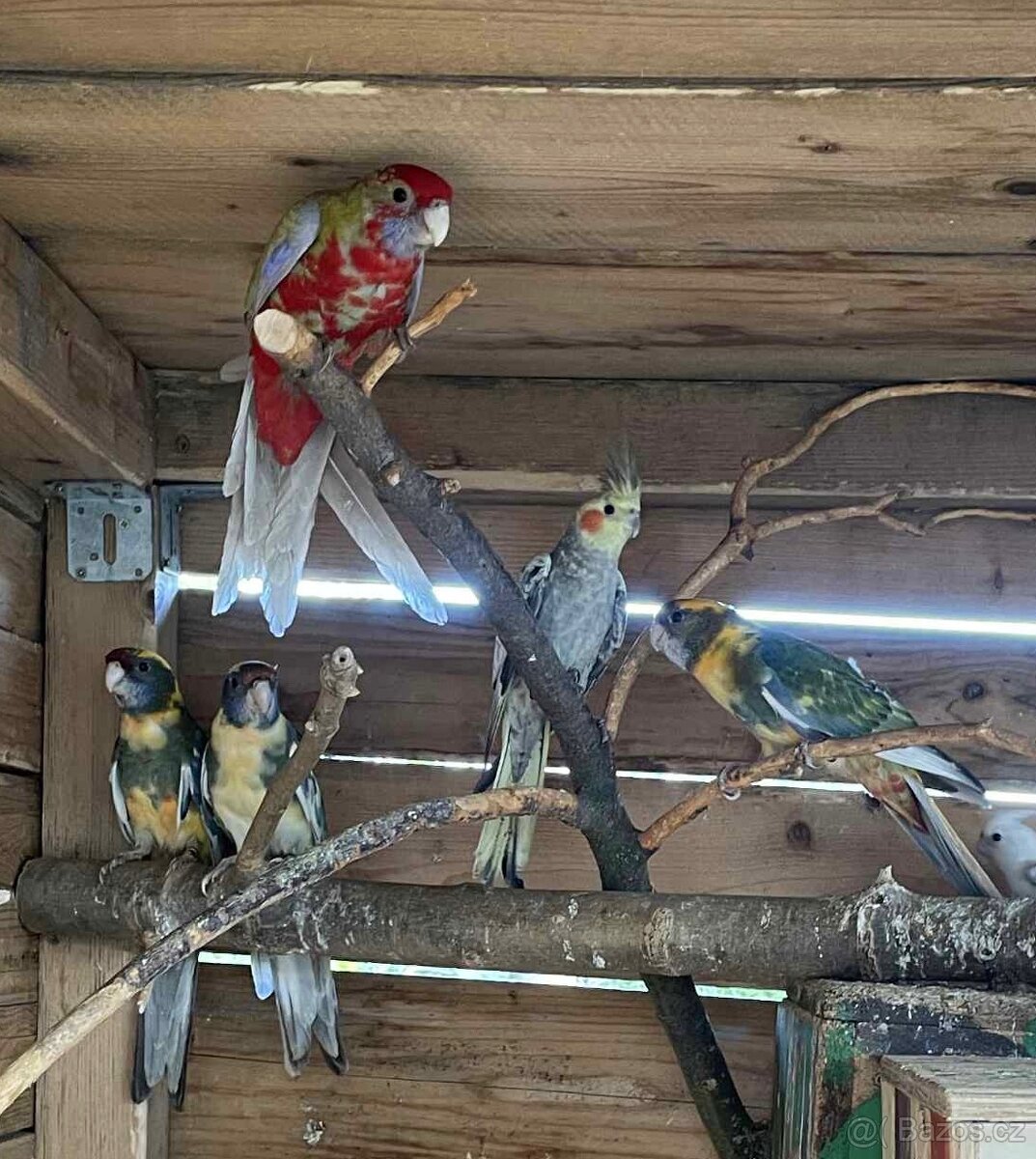 Letošní odchovy - 3