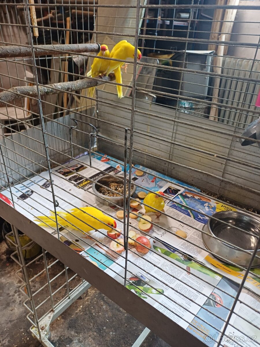 Papoušci Kakariki - 3