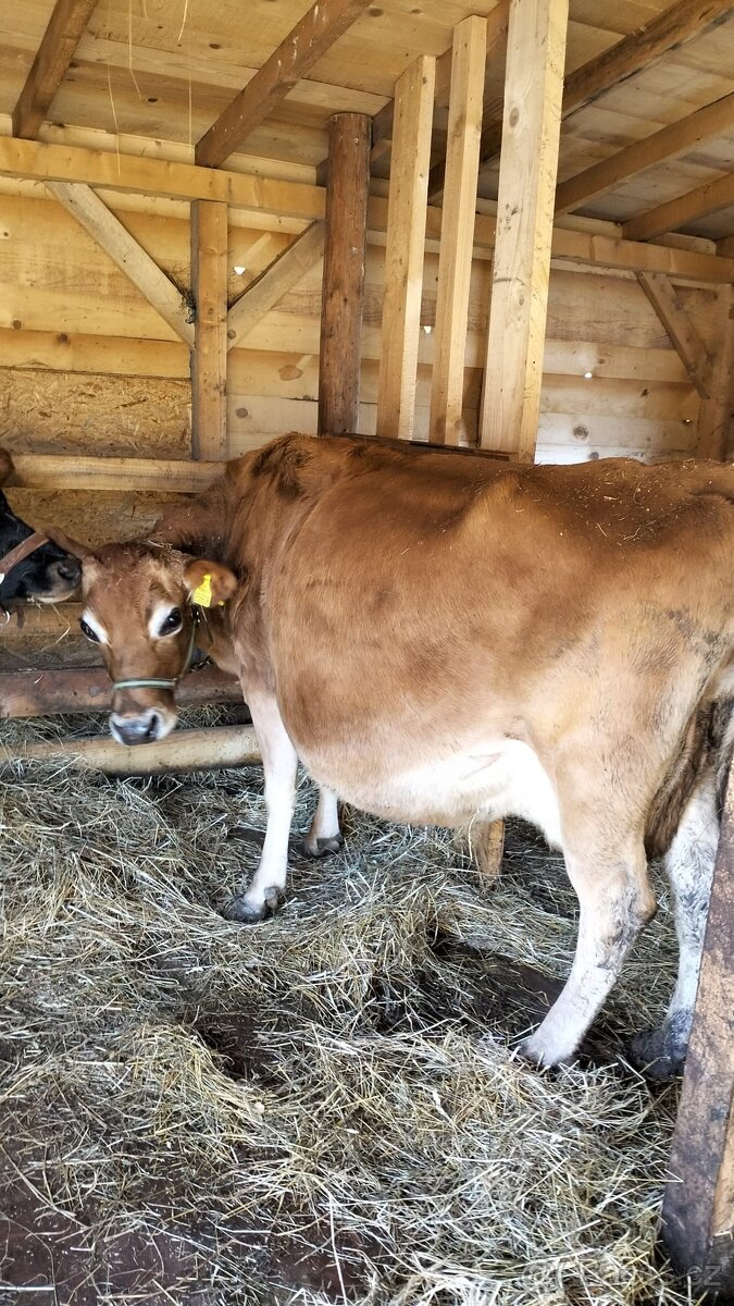 Prodám krávu Jersey - 3