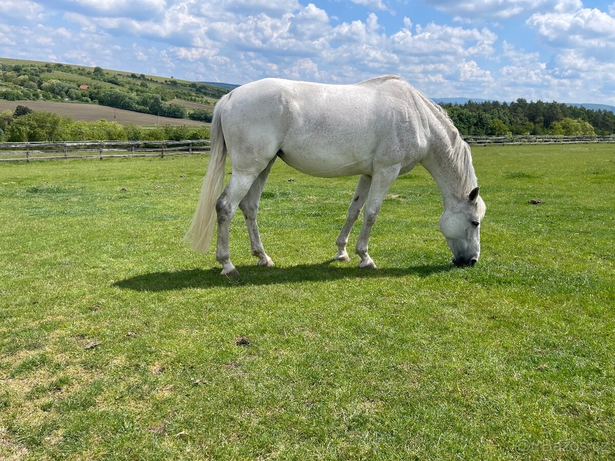 Šimla belgického teplokrevníka - 3