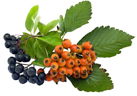 Koupím Jeřabinu stromek/sazenici - 3