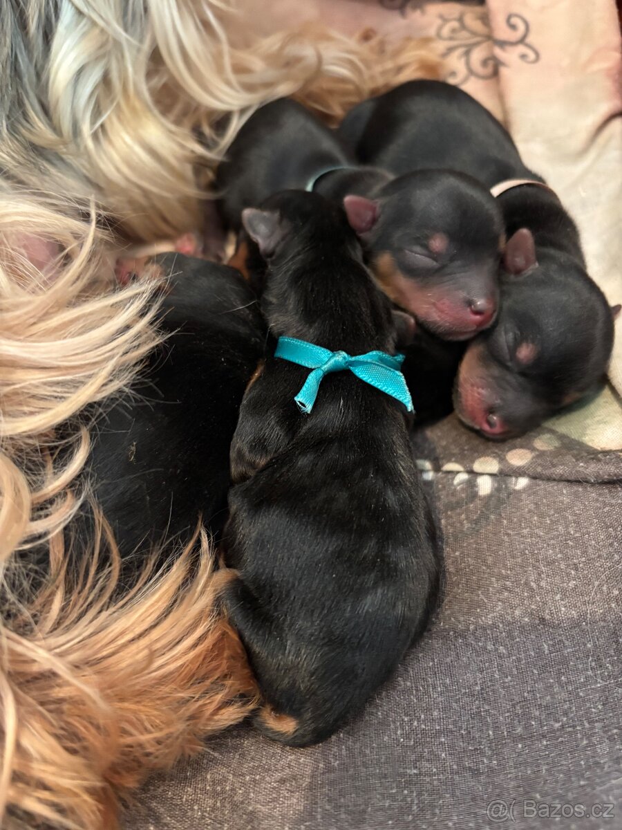 Jorkšírský teriér štěňátka s PP - 3