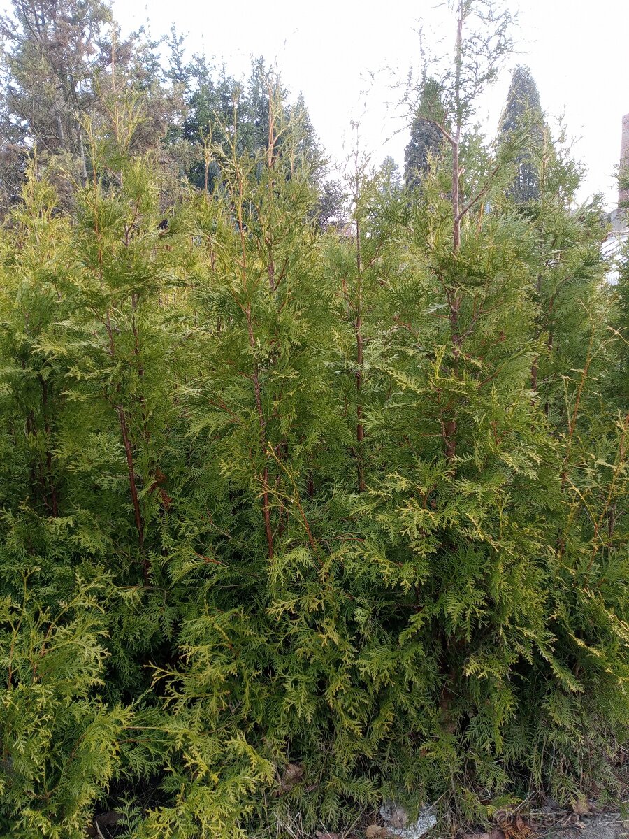 Túje 180cm až 220cm - 3