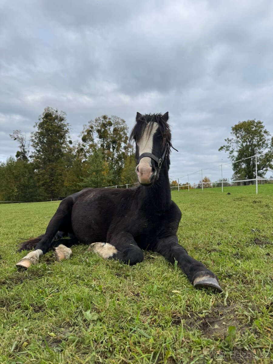 Prodej poníka - 3