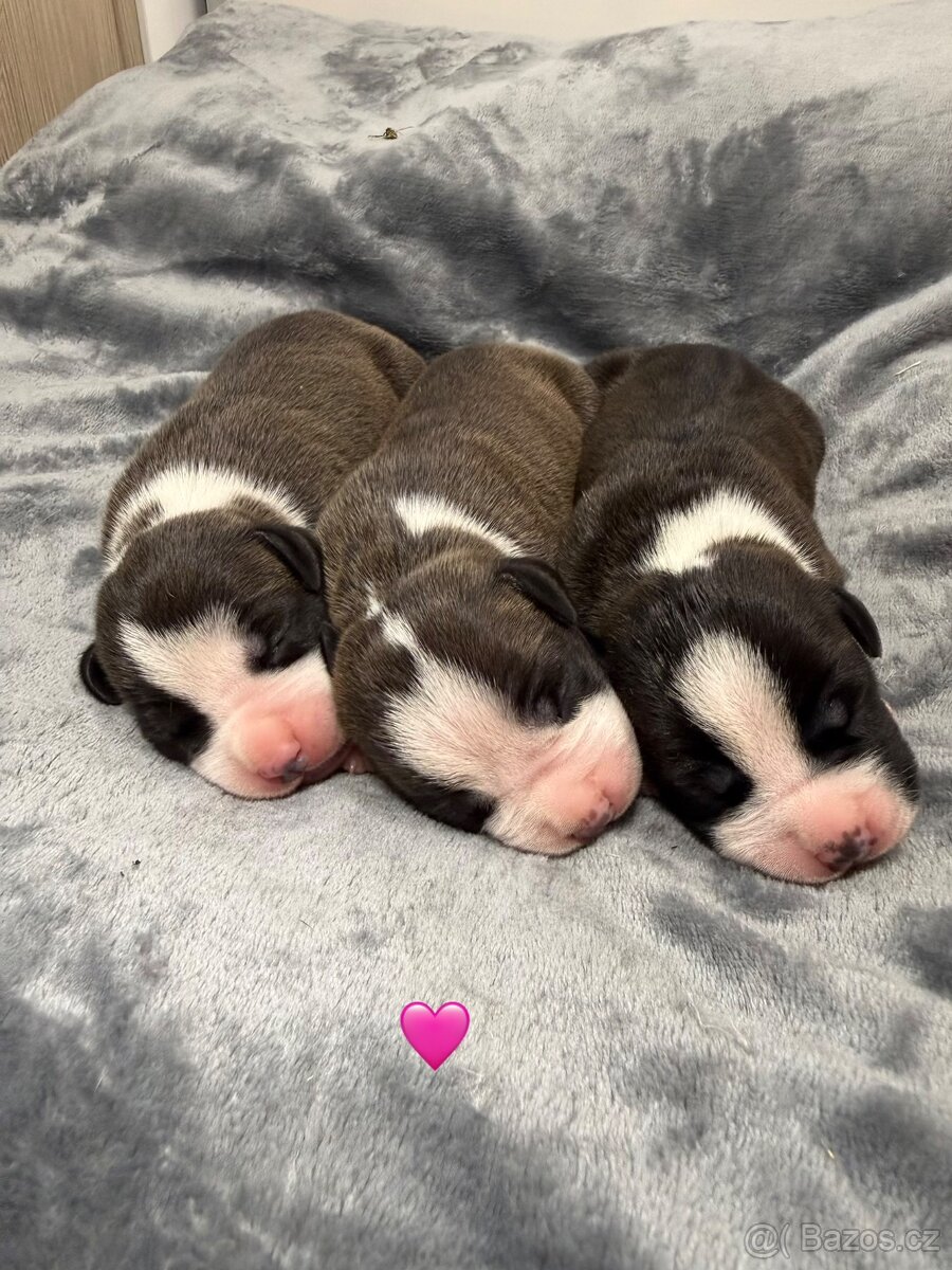 Americký stafordšírsky terier s PP - 3