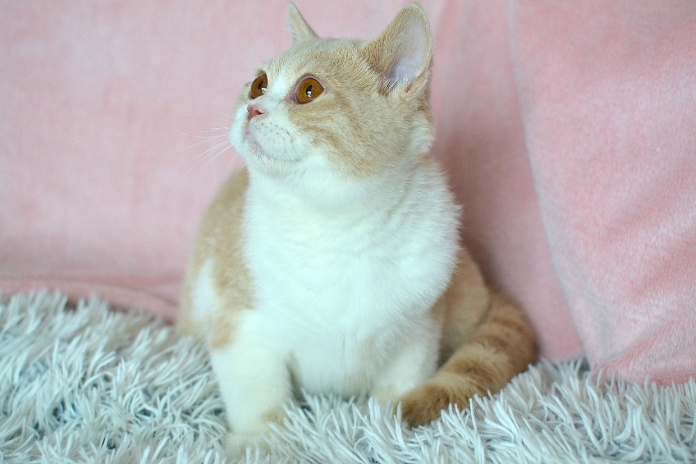 Britský bicolorní kocourek s PP - 3