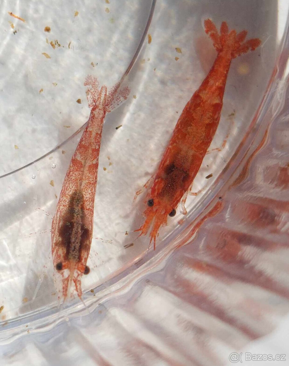 Krevetka červená - 3