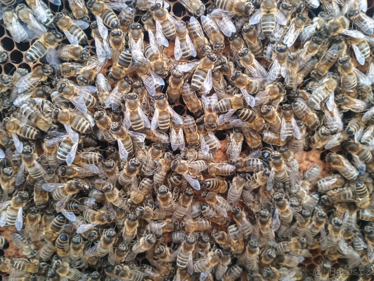 Prodám vyzimovana včelstva - 3