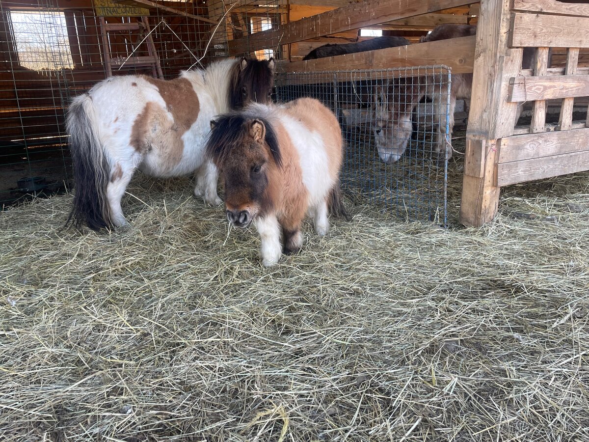 Shetlandsky minipony - 3