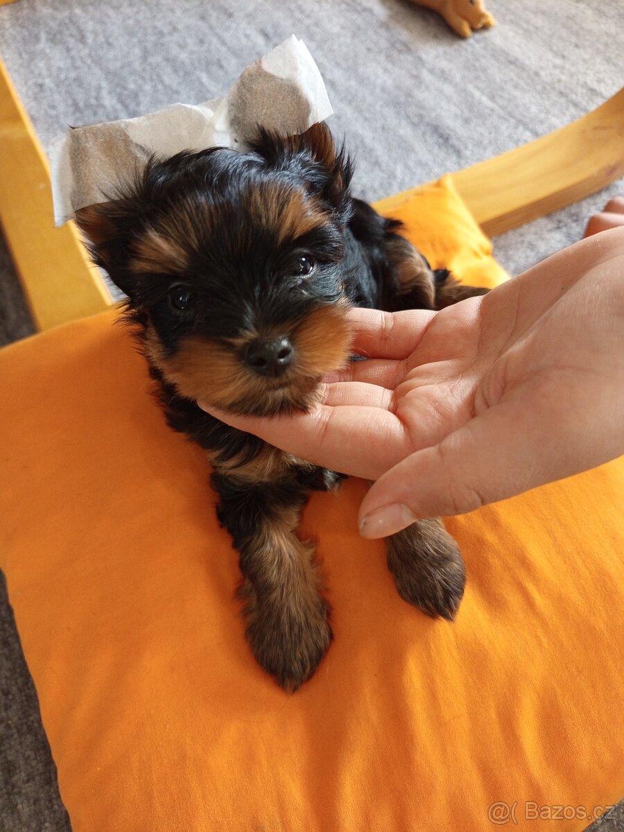 Jorkšírský teriér - 3