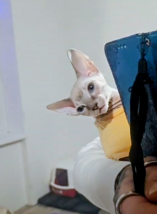 Kocourek Don sphynx bez PP - 3