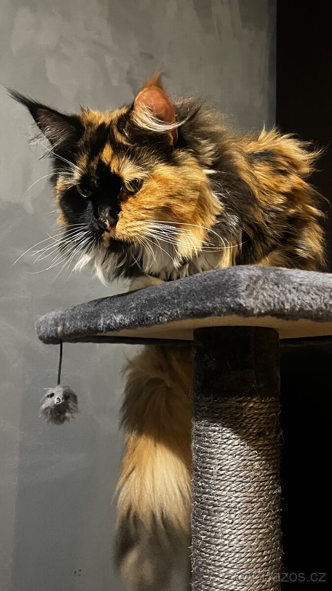 K adopci - Mainská mývalí bez PP - 3